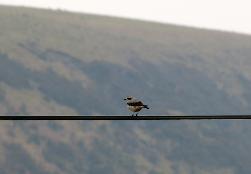 29398 - First Wheatear of 2013