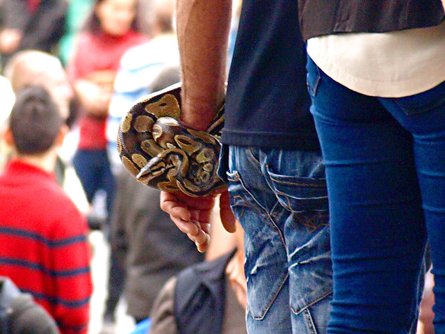 Snake Bracelet, San Abad, Buenavista del Norte, Tenerife
