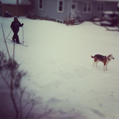 my neighbor Moira and her dog Rib-Eye on what is probably their third morning walk #maine #nemo
