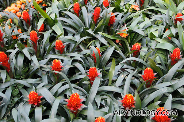 Torch Bromeliad - related to pineapples, which in Chinese sounds similar to 'wealth coming your way'