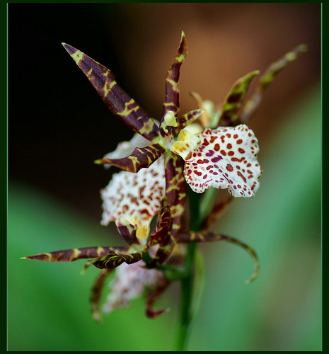 orchid by atsjebosma