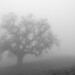 Ghostly oak