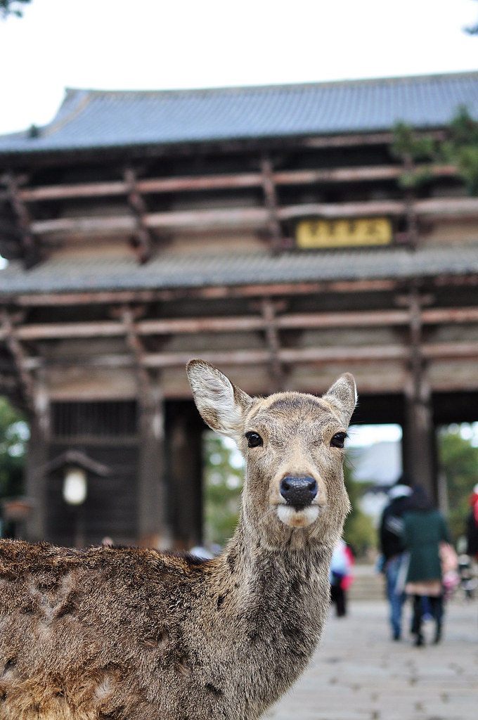Nara_0094