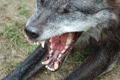 Wolf-Timberwolf-Eastern Wolf
