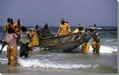 Des pêcheurs sénégalais. Crédit photo : C. Chaboud / IRD