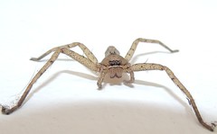 Huntsman Spider (B)