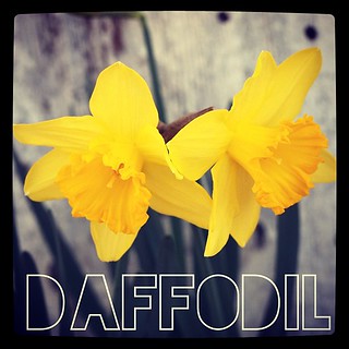 Garden Alphabet: Daffodil