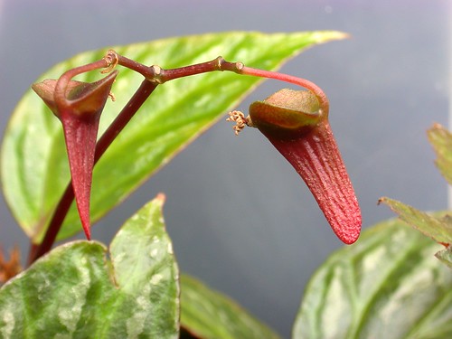 Begonia hatacoa