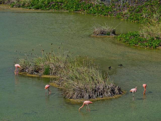 Galapagos: Flamingos, Isla Isabela
