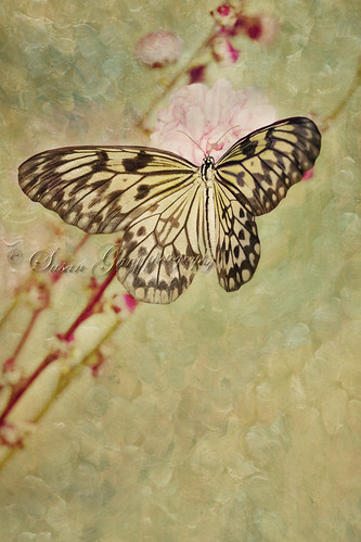 Paper Kite Butterfly on Pink Peach Blossom by *GloriousNature*bySusanGaryPhotography