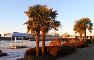Palm trees at Westminster Quay