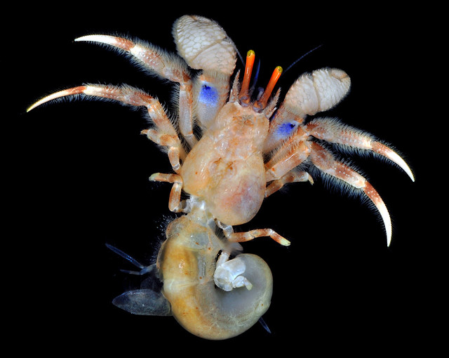 Blue-spot hermit crab (Paguristes longirostris)