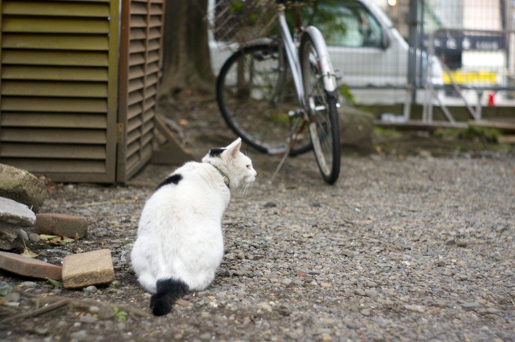 富岡八幡宮の猫