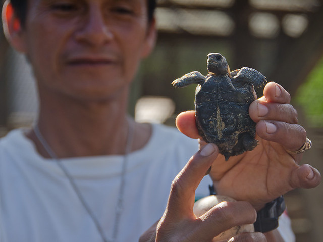 Galapagos Reptiles: Giant Tortoise hatchling