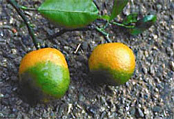 Oranges infected with citrus greening.  Photo courtesy of ARS.