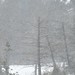 Trees in Snow storm_DSC7278