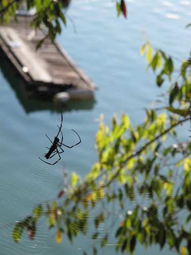 Spider at Sun Moon Lake (日月潭), Taiwan