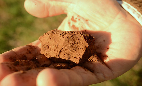 Despite receiving only 50 percent of the average annual rainfall, Henderson’s soil still has enough moisture to hold together in his hand.
