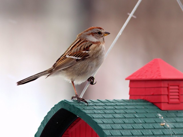 American Tree Sparrow 20130228