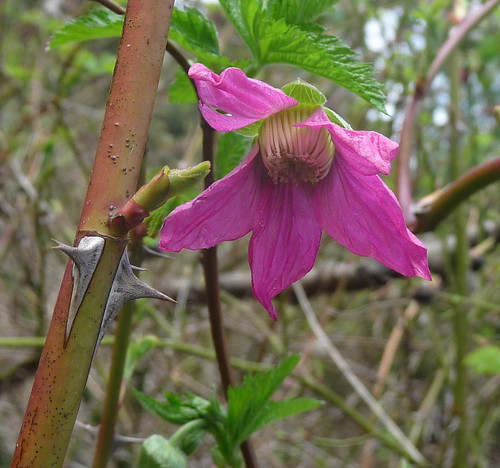 First salmonberry blossom
