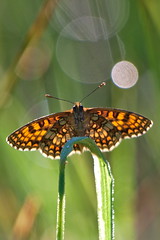 Macro - Butterflies