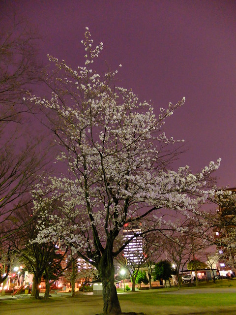 Sakura night viewing at Chiba
