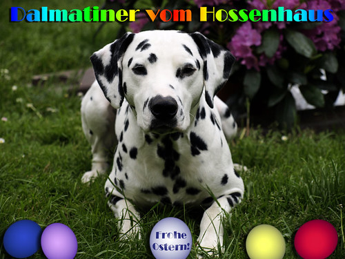 Frohe Ostern! by Dalmatiner vom Hossenhaus