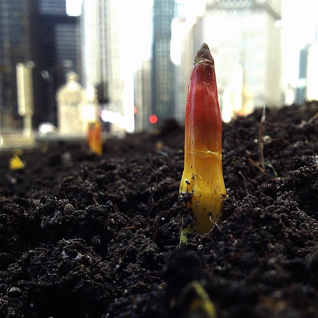 Spring tulips are sprouting in Chicago