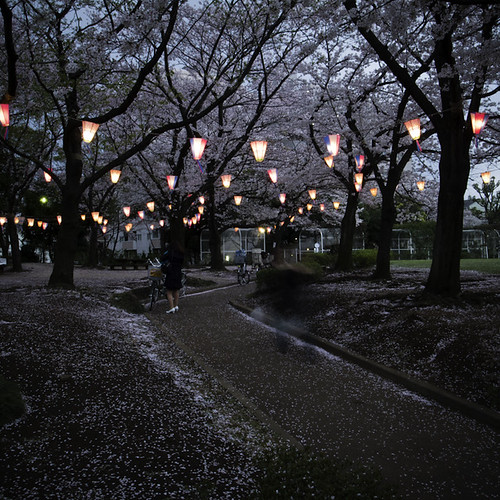 Cherry Blossom Lanterns Flower Park, Kasai, 2013