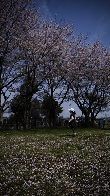 Chasing Cherry Blossom Petals, Ichikawa 2013