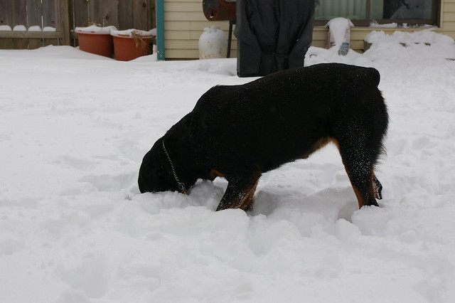 Rottweilers Playing in Deep Snow