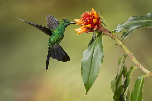 Male Green-crowned Brilliant feeding on an Orange Ginger Flower by Jeff Dyck