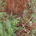 Garden Inventory: Sequoia sempervirens - 09