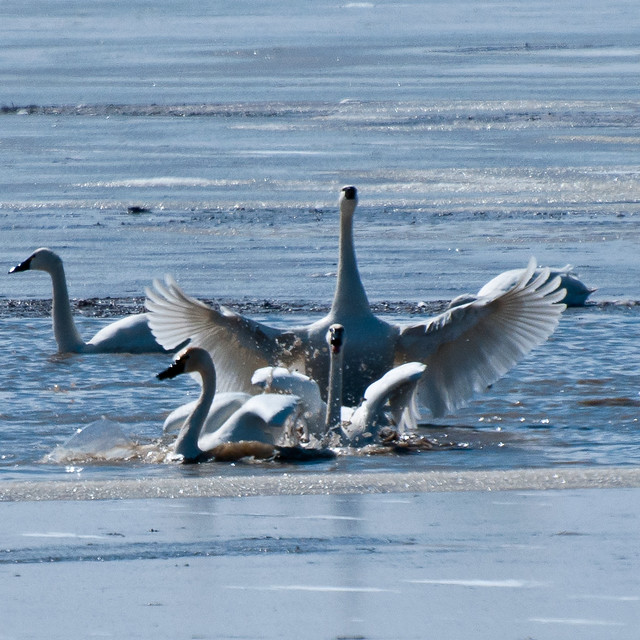 Tundra Swans-2377.jpg