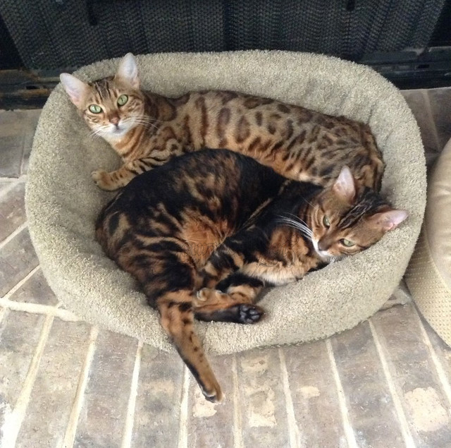 Peaches & Koa in a Cat Bed