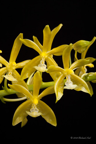 Phalaenopsis mannii var flava 'Highjack' AM/AOS
