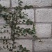 Garden Inventory: Ficus repans - 01