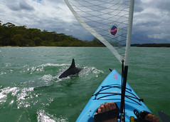 Australian Cetaceans