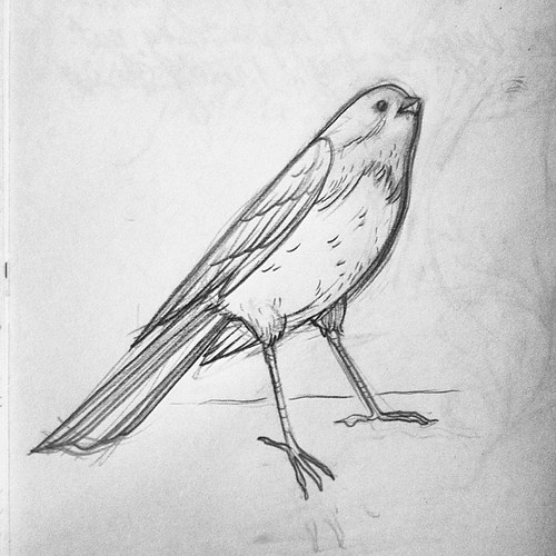 Small bird friend #sketch. He looks interested in some crumbs from a blueberry muffin.