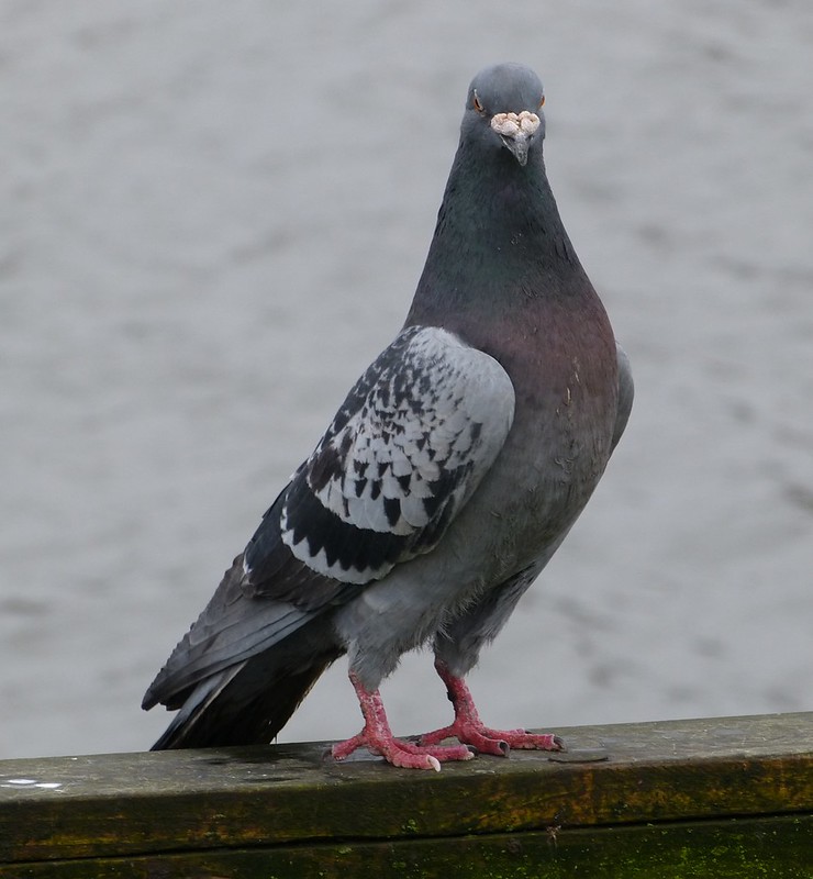 29245 - Feral Pigeon (Chequer)