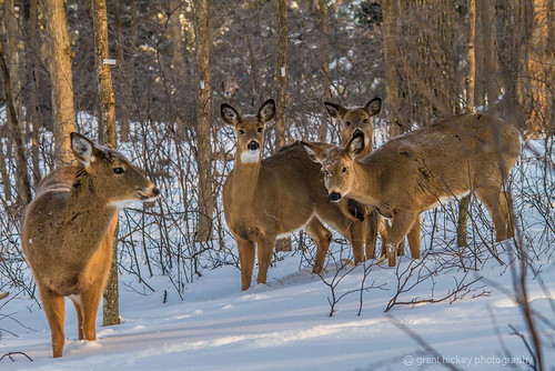 Deer Humber Arborteum by gashphoto