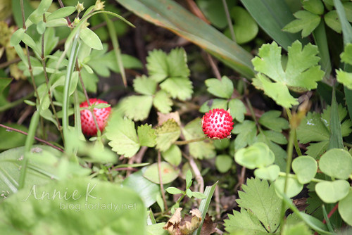 草地_蛇莓