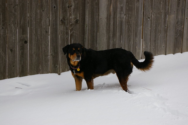 Rottweilers Playing in Deep Snow