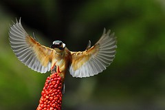 Kingfisher/翠鳥