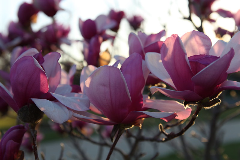 magnolia_74