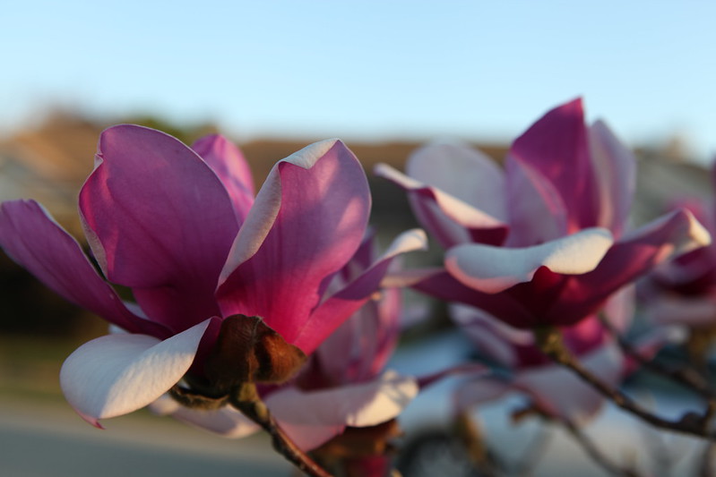 magnolia_63