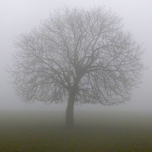 misty tree by pho-Tony
