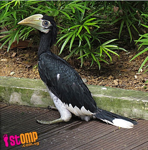Man hurts Hornbill by grabbing it around the neck just to take pictures