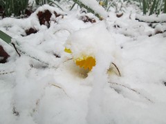 spring snow by Teckelcar