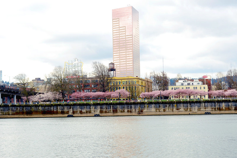 Pink Tower and Pink Blossoms